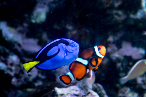istock Clown fish and blue tang in aquarium 664712646