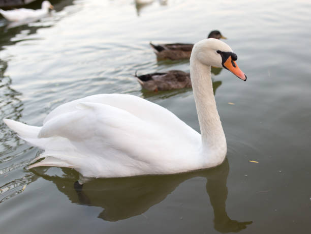 istock Swan in a pond in nature 664712878