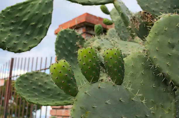 Big cactus with three green fruits. One of the symbols of Sicily. Opuntia ficus-indica (Fichi di India). Tindari. Sicily.