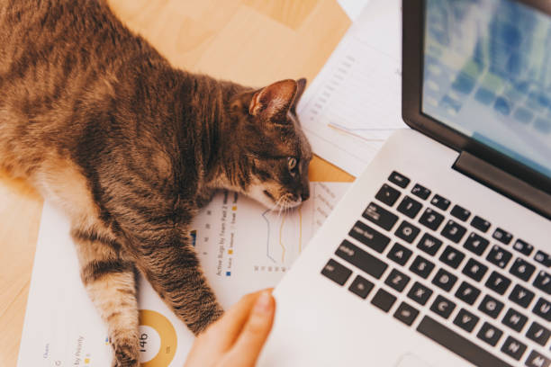 istock Girl working - concept with a lazy assistant, her cat. 664726364