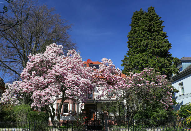 Müllheim, Germany, March, 29, 2017: Magnificent magnolia blossom in the spring in front of the old Villa Kallos in Müllheim. It was a warm, sunny day in march with a cloudless blue sky.