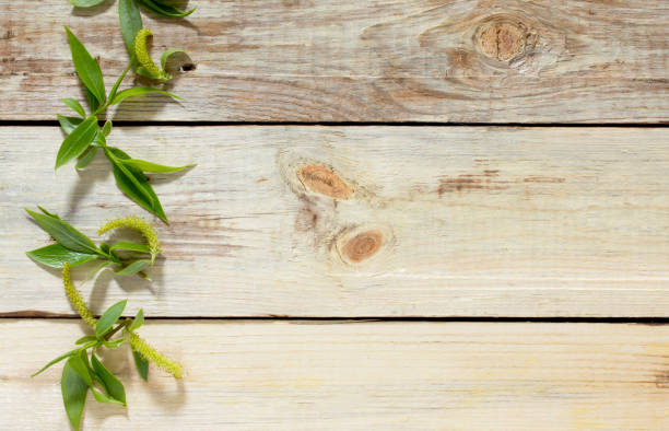 istock Spring background. Flowering branch of a willow tree on a wooden background. 664728778