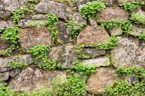 A dry stone wall or fence with clover with fresh green leaves at springtime. The plants grow in the dirt between the separate rocks.