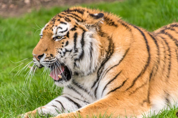 istock Adult tiger yawning or roaring 664729422