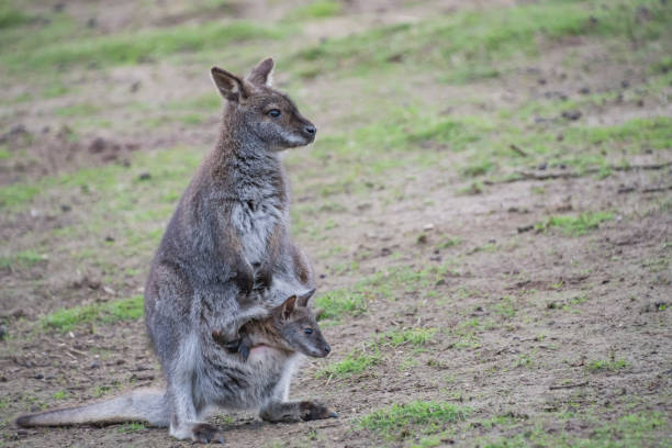 istock Wallaby kangaroo with baby in pouch 664731226