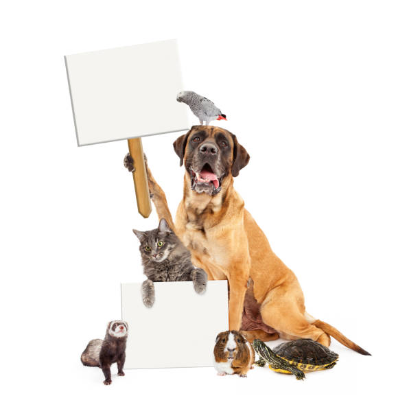 istock Domestic Pet Group With Blank Signs 664735640