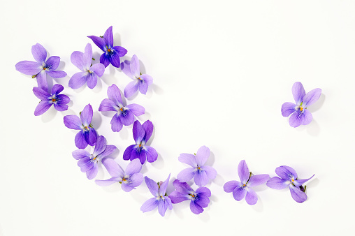 florece viola photo