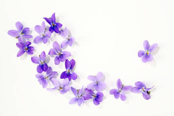 viola blossoms viola blossoms isolated over white background purple flower stock pictures, royalty-free photos & images