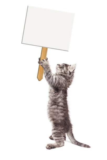 engraçado kitty em pé segurando cartaz em branco - blank sign post - fotografias e filmes do acervo