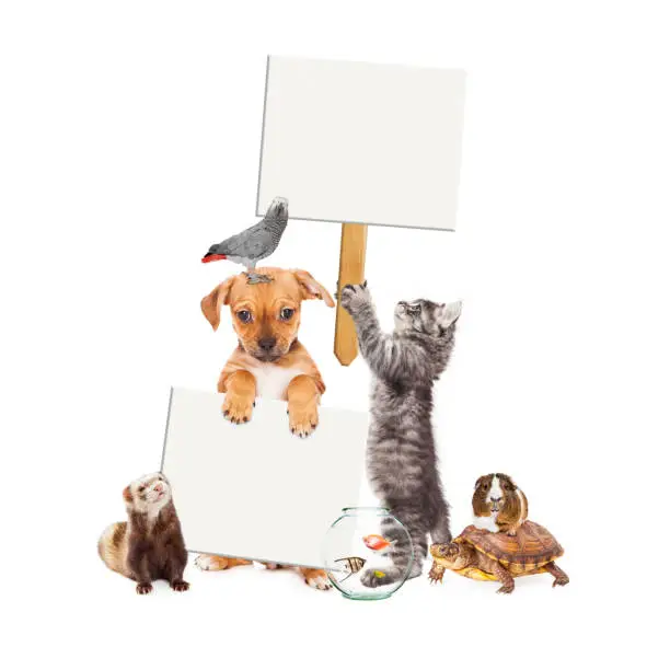 Photo of Group of Pets With Blank Signs