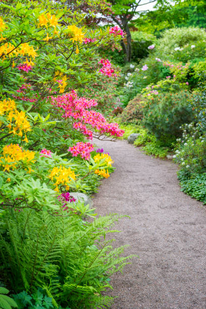 istock Multicolored ornamental garden 664741146
