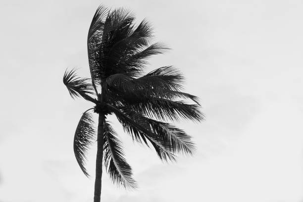 istock Tropical storm and tsunami or hurricane with gail force winds.  Palm tree blowing in powerful winds with dangerous storm brewing on the horizon.  Copy space room. 664741164