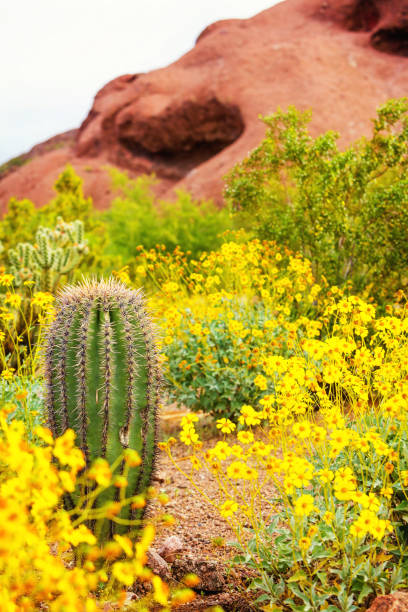 close up on cactus blooming in the desert