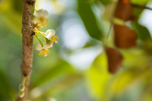 istock Sarapee flowers, Mammea siamensis, on the tree, close up, with copy space, blurred background, selective focus 664741714