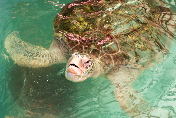 istock baby green turtle appear to water surface for breathing 664741732
