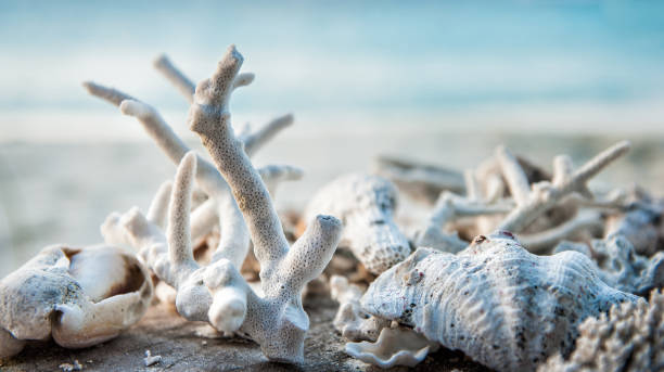 Sea shells and corals on the  beach.