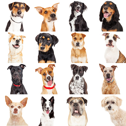 Collage of close-up portraits of sixteen different crossbreed dogs isolated on white
