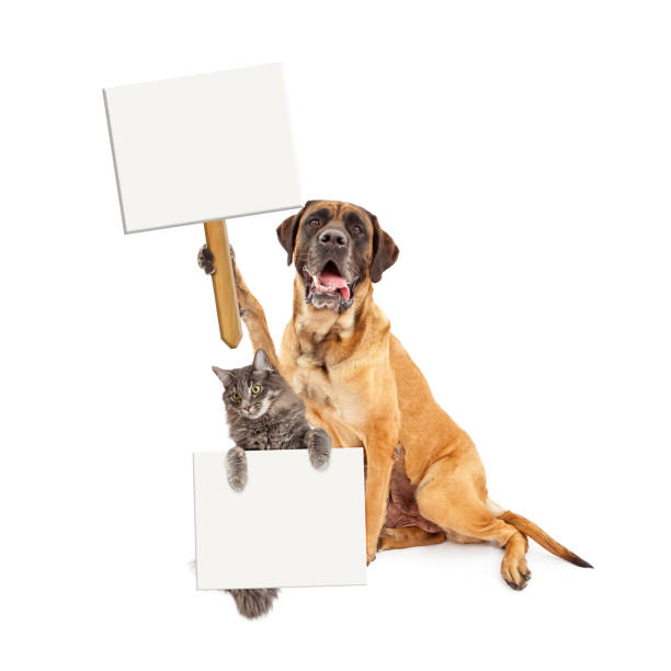 grandes perros y gatos y sosteniendo carteles en blanco - blank sign post fotografías e imágenes de stock