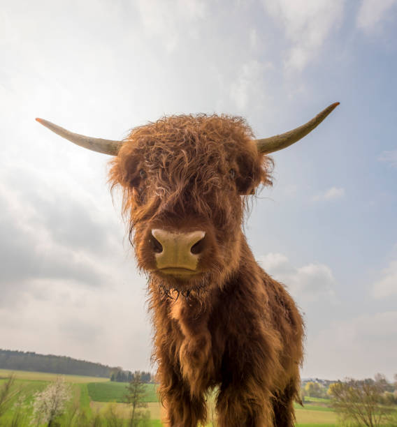 istock Scottish highland cattle on a pasture 664747706