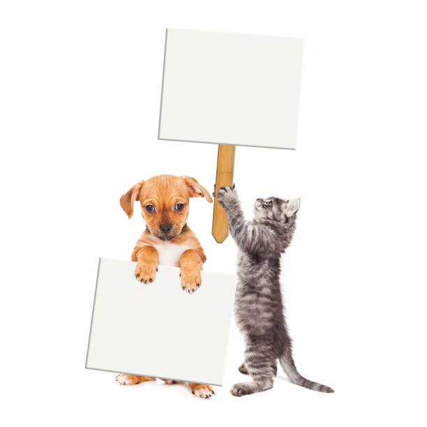 cãozinho e gatinho segurando sinais em branco - blank sign post - fotografias e filmes do acervo
