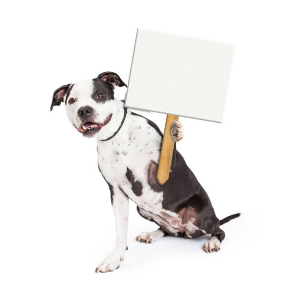 istock Happy Dog Holding Up Blank Sign Post 664747814