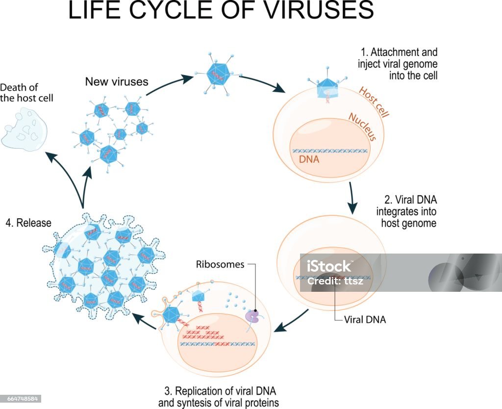 Virus Replication Cycle viruses life cycle for example Adenoviruses (most commonly cause respiratory illness). Schematic diagram. Virus stock vector