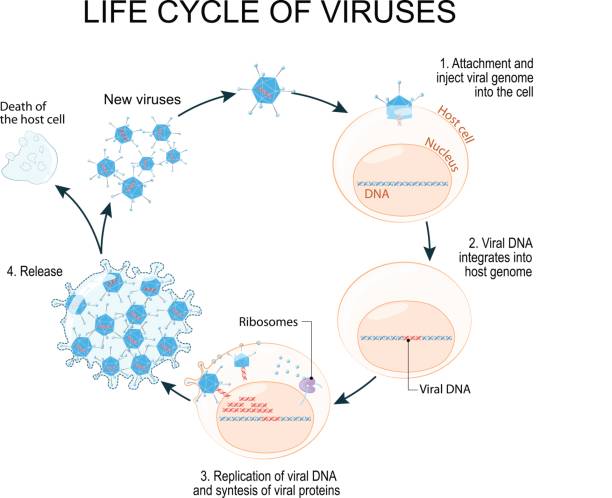 Virus Replication Cycle viruses life cycle for example Adenoviruses (most commonly cause respiratory illness). Schematic diagram. human genome code stock illustrations