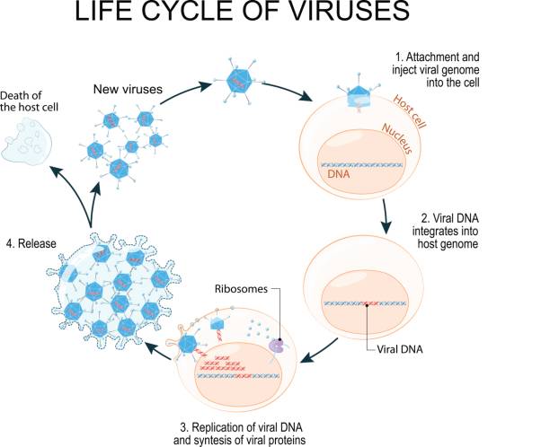 82,700+ Cell Cycle Stock Photos, Pictures & Royalty-Free Images - iStock
