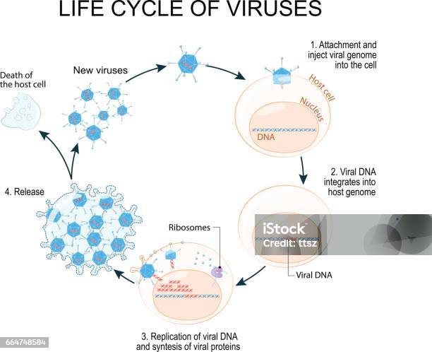 Virus Replication Cycle Stock Illustration - Download Image Now - Virus, Life Cycle, Biological Cell