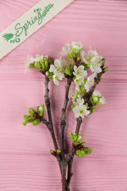 istock Branches of a blossoming cherry 664749520