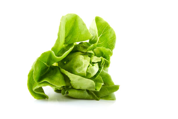 lettuce salad ,Green head of salad on isolated background
