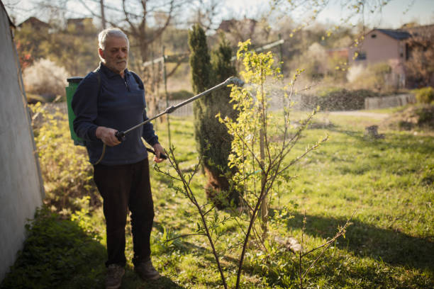 istock Mature men spraying chemicals on young cherry tree 664758356