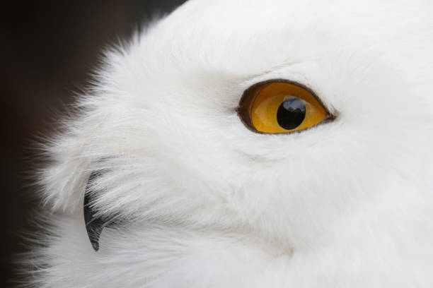 istock Snowy owl (Bubo scandiacus) portrait 664761514