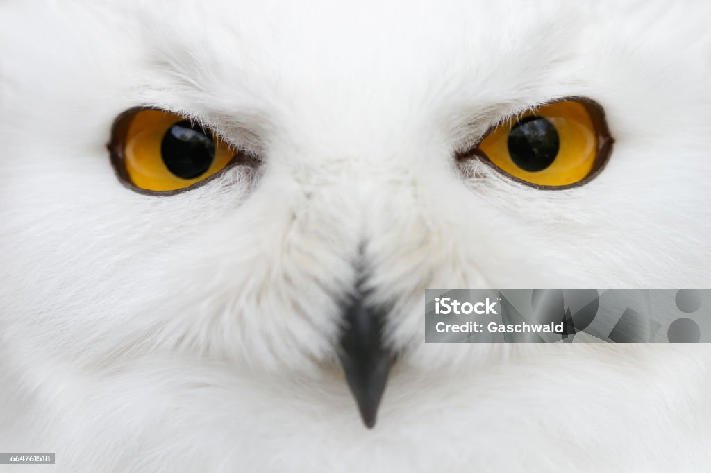 Occhi malvagi della neve - Gufo delle nevi (Bubo scandiacus) ritratto ravvicinato - Foto stock royalty-free di Gufo