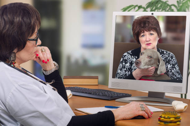 First dog owner visit to virtual veterinarian Telemedicine veterinarian provides a diagnosis and advice for weimaraner dog on computer monitor. Sitting at the desk virtual vet looks at pet with owner attentively. Horizontal mid-shot on blurred interior background weimaraner dog animal domestic animals stock pictures, royalty-free photos & images