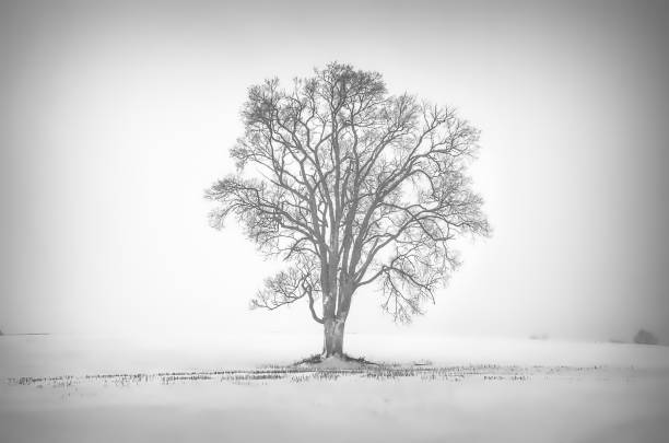 istock Lone tree in snowy winter canola field 664764140