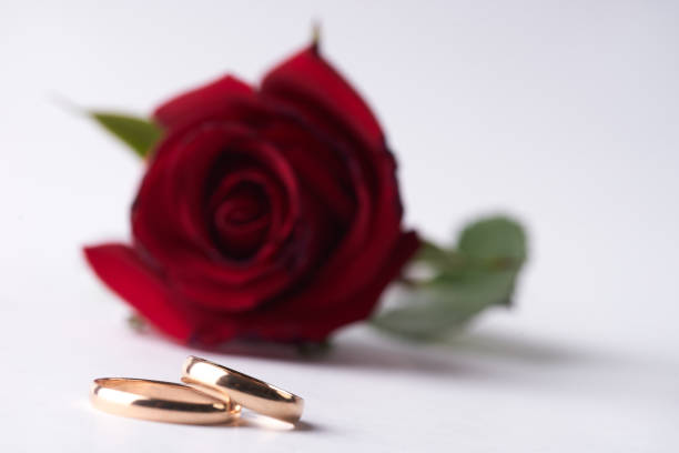 istock beautiful romantic red Rose with two wedding gold rings isolated on white background 664771576