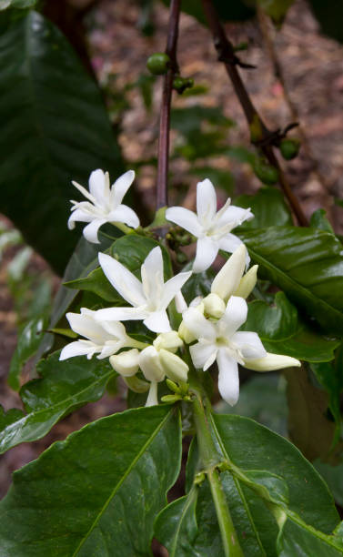 istock White coffee flowers on plant 664772918