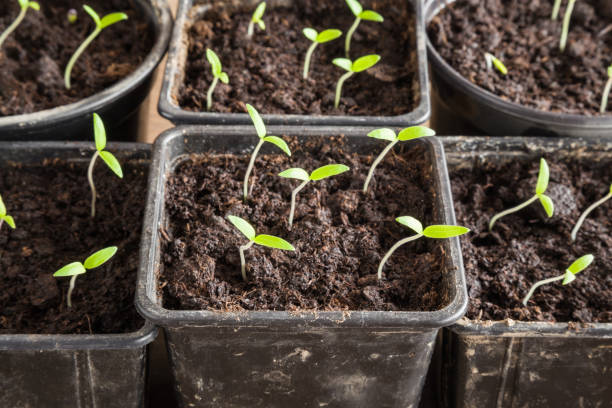 istock Tomato plants evolve in the ground.  Preparations for the garden. 664782378