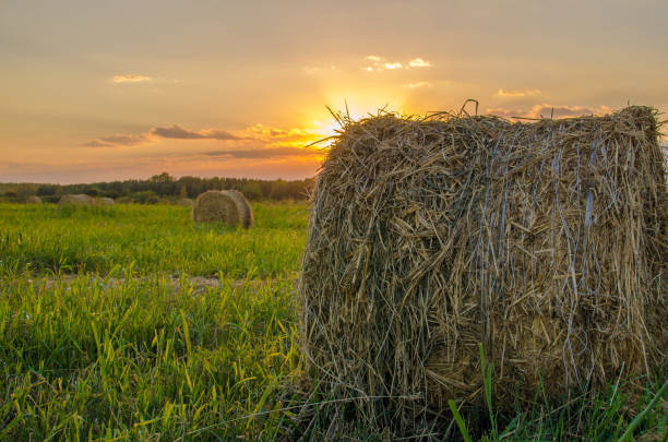 istock Haystack on the field in the evening at sunset 664786516
