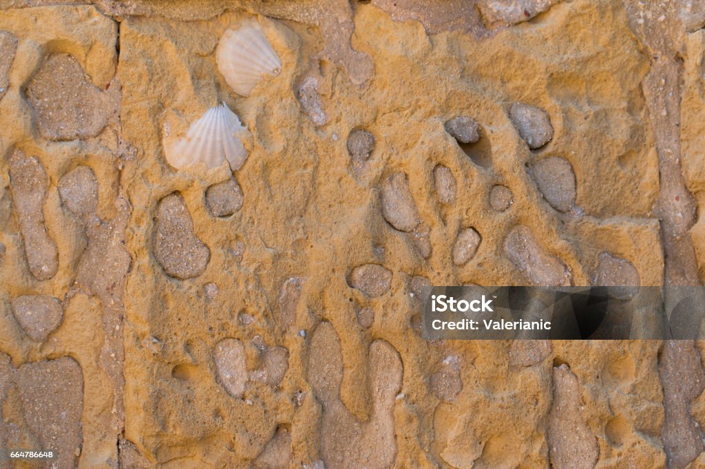 Tilable Shell Texture Shell Stone Texture Stock Photo - Download Image Now - Abstract ...