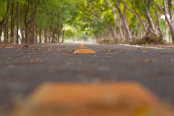bicycle lane cover with rush green tree in the park