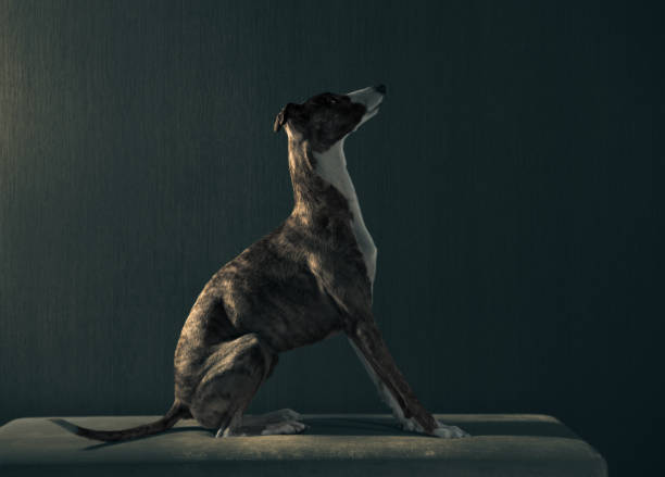 istock Elegant hunter dog sits on the coach on dark background 664789300