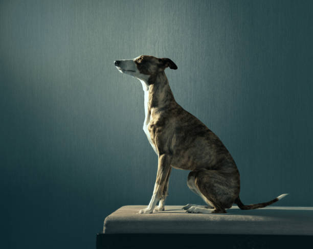 istock Elegant hunter dog sits on the coach on dark background 664789326