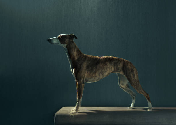 Elegant hunter dog stays on the coach on dark background