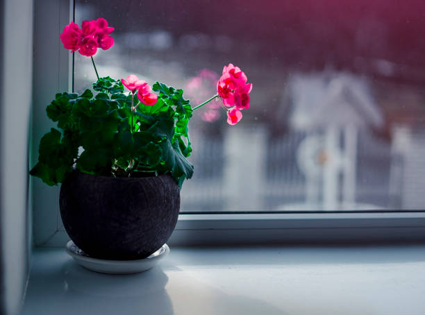 istock Red flowers in pots on the white windowsill. Concept: Spring is coming. 664789890
