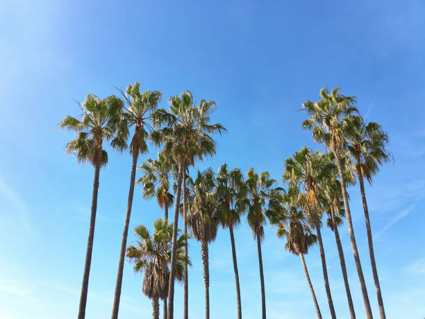 istock View of palm trees against sky 664792326