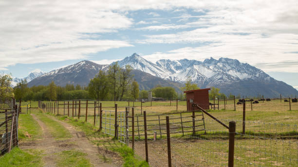 istock Musk Ox farm in Alaska 664795850