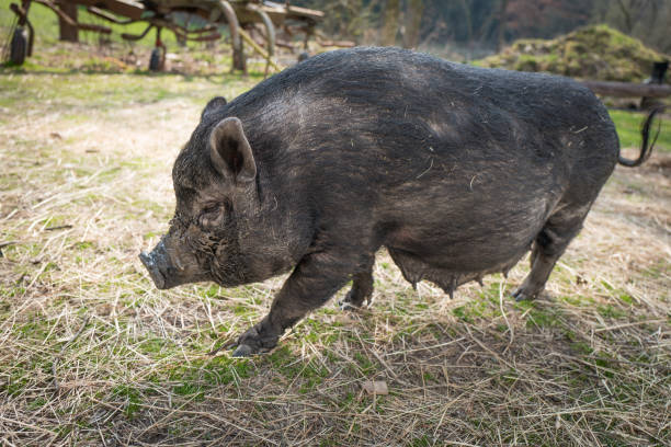 istock Pig on the farm growing organic 664795898