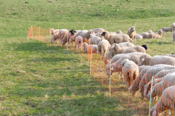 Herd of sheep with orange fence